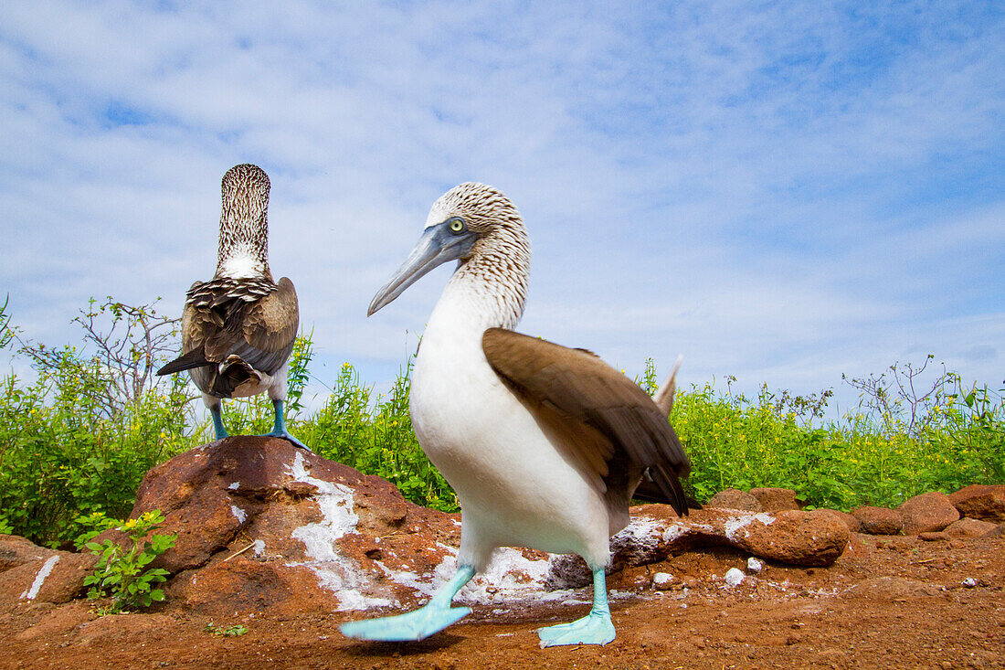 Blaufußtölpel (Sula nebouxii) beim Balzverhalten im Galapagos-Inselarchipel,UNESCO-Welterbe,Ecuador,Südamerika