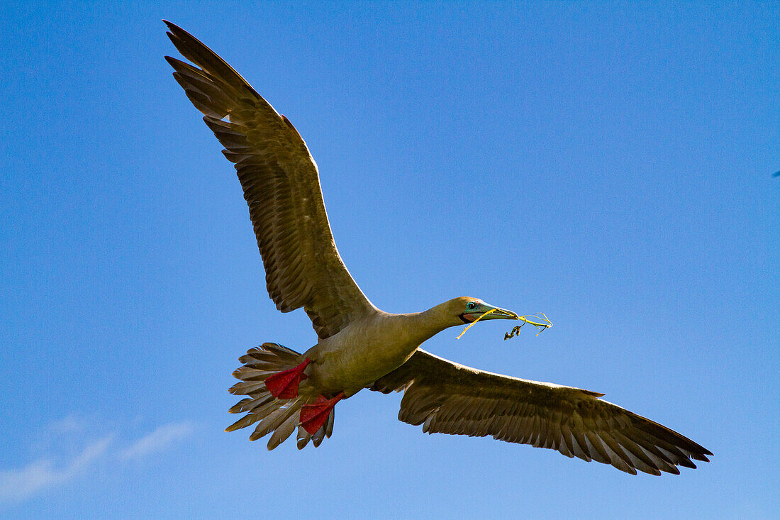 Adult red-footed booby (Sula sula) returning to the nest site with nest building material in the Galapagos Islands, UNESCO World Heritage Site, Ecuador, South America