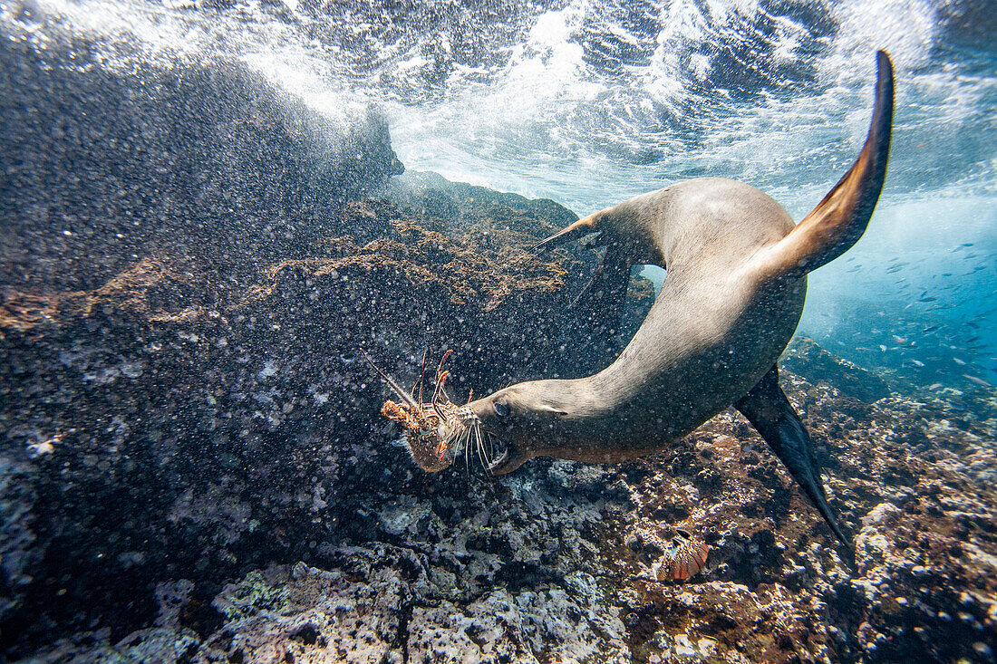 Galapagos-Seelöwen-Welpe (Zalophus wollebaeki) unter Wasser beim Spielen mit einer Hummermauser auf den Galapagos-Inseln,UNESCO-Welterbe,Ecuador,Südamerika