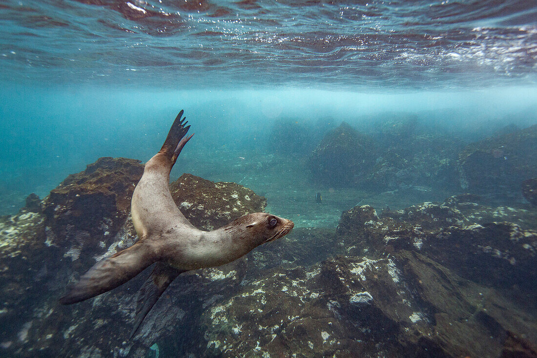 Young Galapagos sea lion (Zalophus wollebaeki) underwater in the Galapagos Island Archipelago, UNESCO World Heritage Site, Ecuador, South America