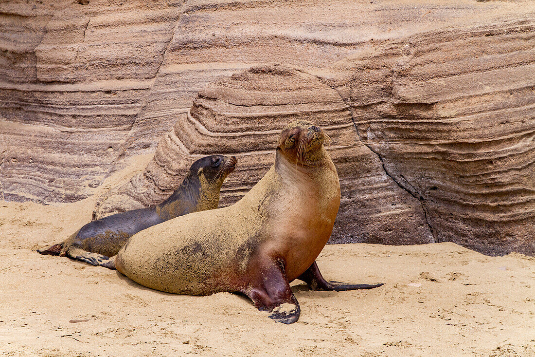 Galapagos-Seelöwe (Zalophus wollebaeki),Mutter und Jungtier auf der Insel San Cristobal auf den Galapagos-Inseln,UNESCO-Welterbe,Ecuador,Südamerika