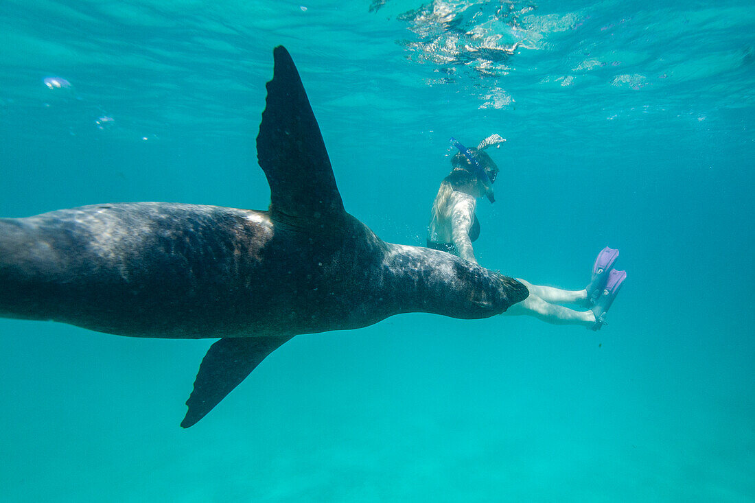 Snorkeler with Galapagos sea lion (Zalophus wollebaeki) underwater in the Galapagos Island Archipelago, UNESCO World Heritage Site, Ecuador, South America