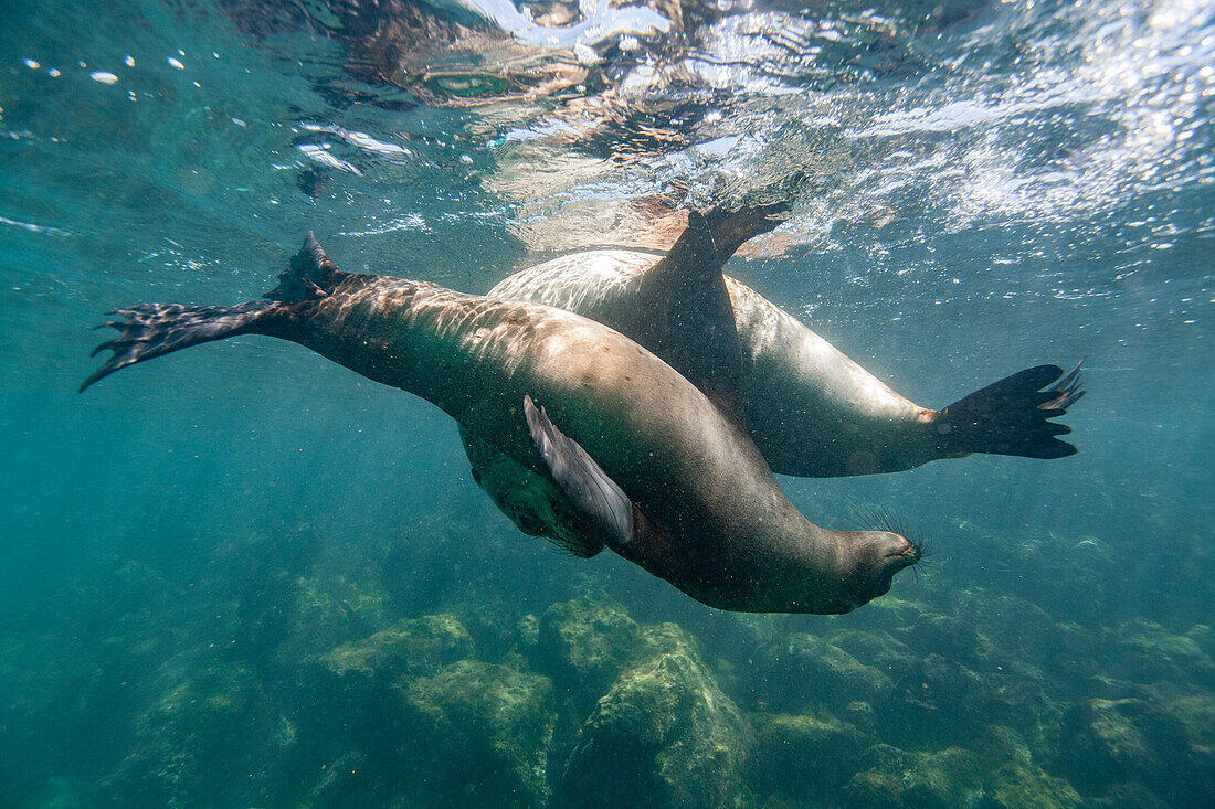 Junge Galapagos-Seelöwen (Zalophus wollebaeki) beim Unterwasserspiel im Galapagos-Inselarchipel,UNESCO-Welterbe,Ecuador,Südamerika