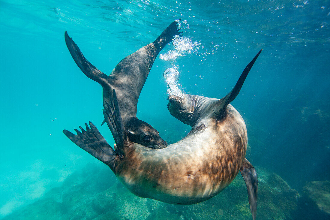 Junge Galapagos-Seelöwen (Zalophus wollebaeki) beim Unterwasserspiel im Galapagos-Inselarchipel,UNESCO-Welterbe,Ecuador,Südamerika