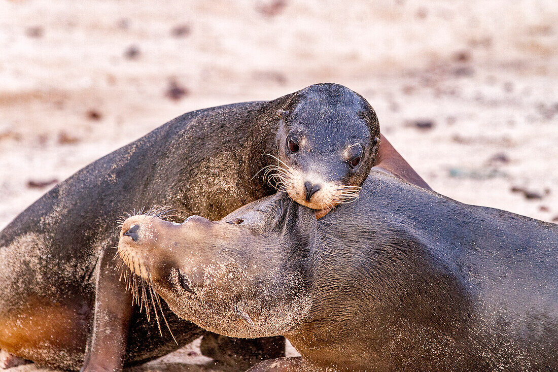 Junge Galapagos-Seelöwenbullen (Zalophus wollebaeki) im Schaukampf auf den Galapagos-Inseln,UNESCO-Weltnaturerbe,Ecuador,Südamerika