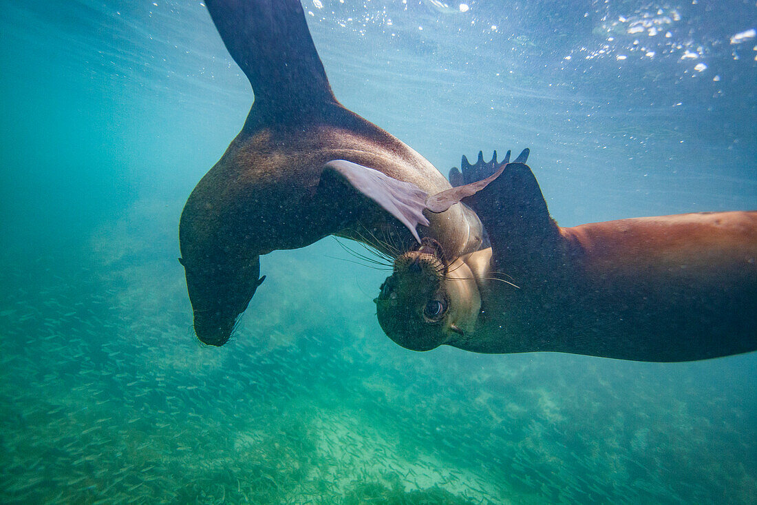 Junge Galapagos-Seelöwen (Zalophus wollebaeki) beim Unterwasserspiel im Galapagos-Inselarchipel,UNESCO-Weltnaturerbe,Ecuador,Südamerika