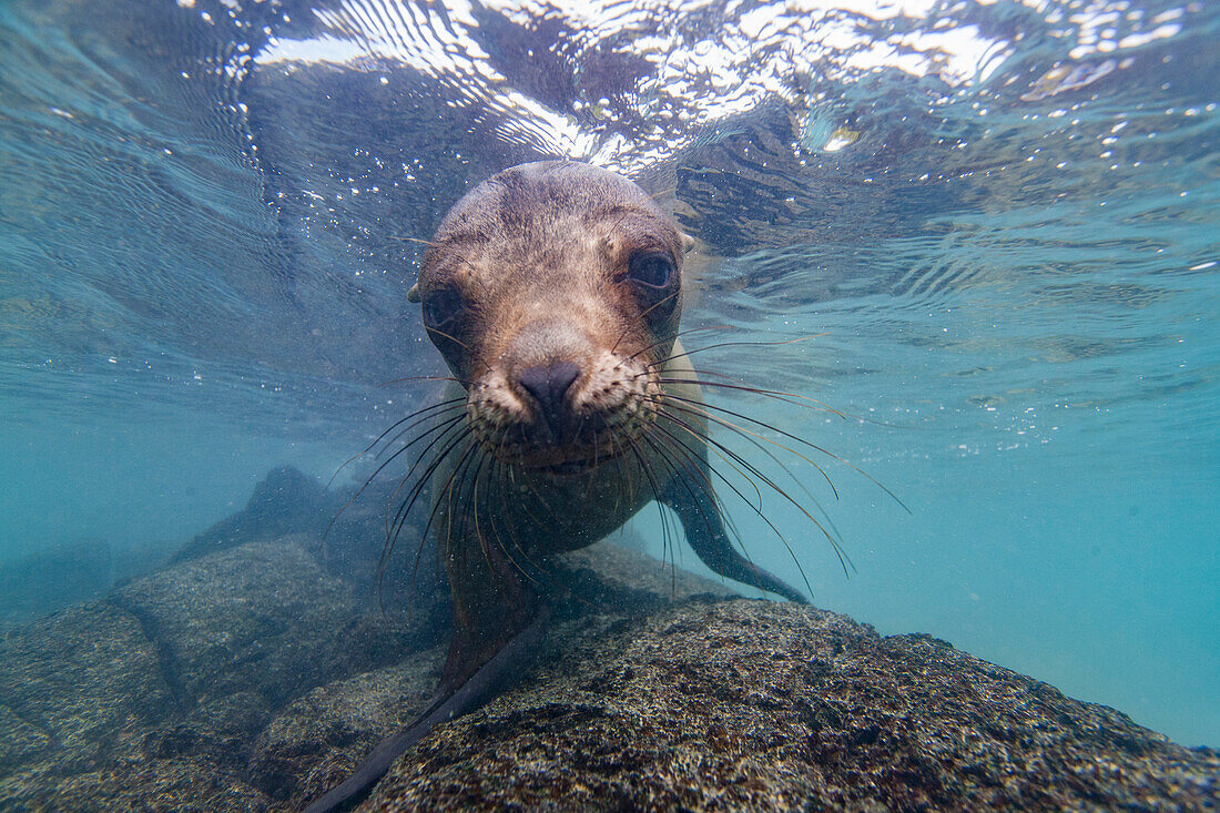 Young Galapagos sea lion (Zalophus wollebaeki) at play underwater in the Galapagos Island Archipelago, UNESCO World Heritage Site, Ecuador, South America