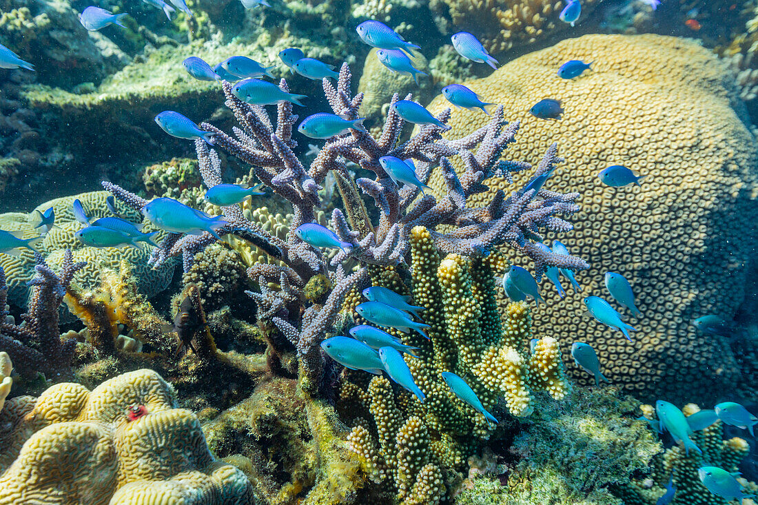 A myriad of hard and soft corals, as well as tropical reef fish on the healthy reef near Volivoli Resort on Viti Levu, Fiji, South Pacific, Pacific