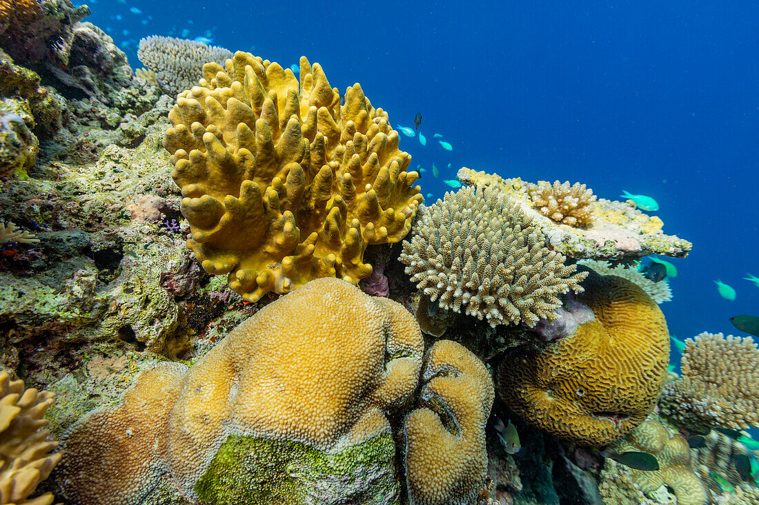 A myriad of hard and soft corals, as well as tropical reef fish on the healthy reef near Volivoli Resort on Viti Levu, Fiji, South Pacific, Pacific