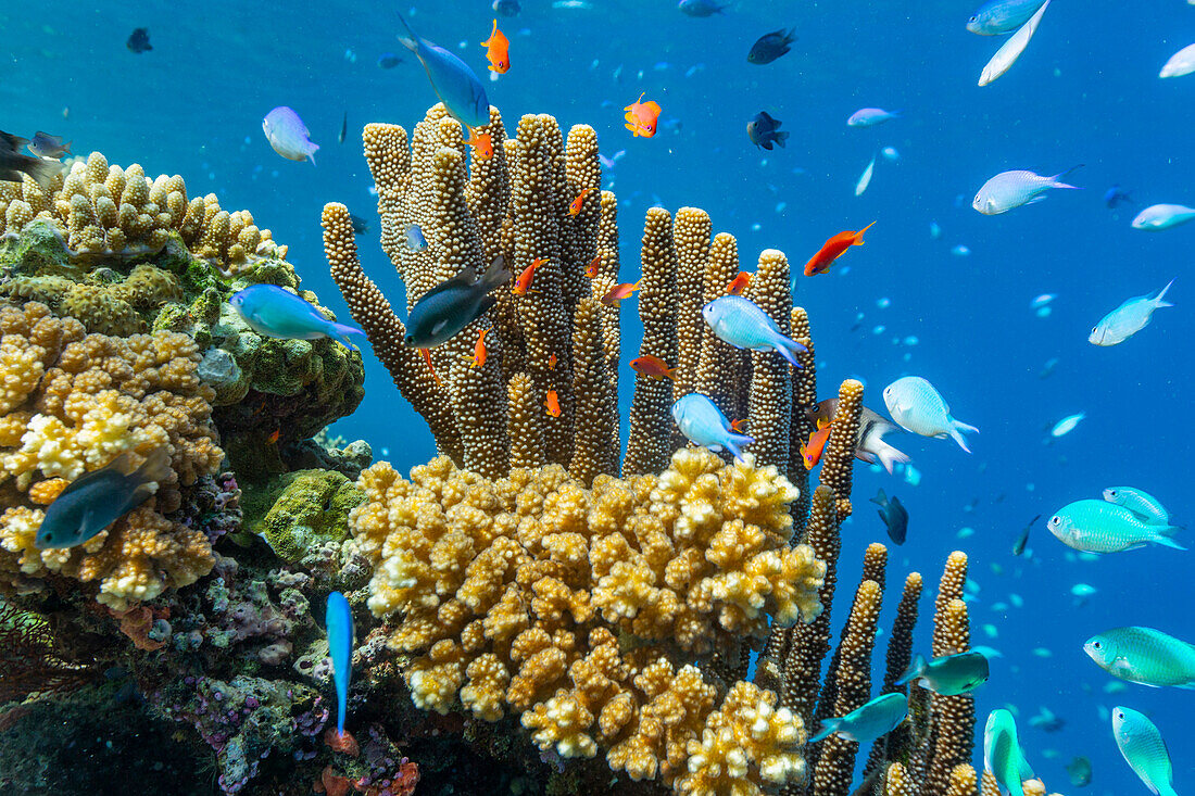 A myriad of hard and soft corals, as well as tropical reef fish on the healthy reef near Volivoli Resort on Viti Levu, Fiji, South Pacific, Pacific