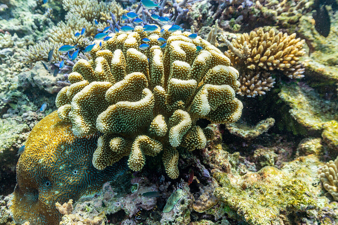 A myriad of hard and soft corals, as well as tropical reef fish on the healthy reef near Volivoli Resort on Viti Levu, Fiji, South Pacific, Pacific