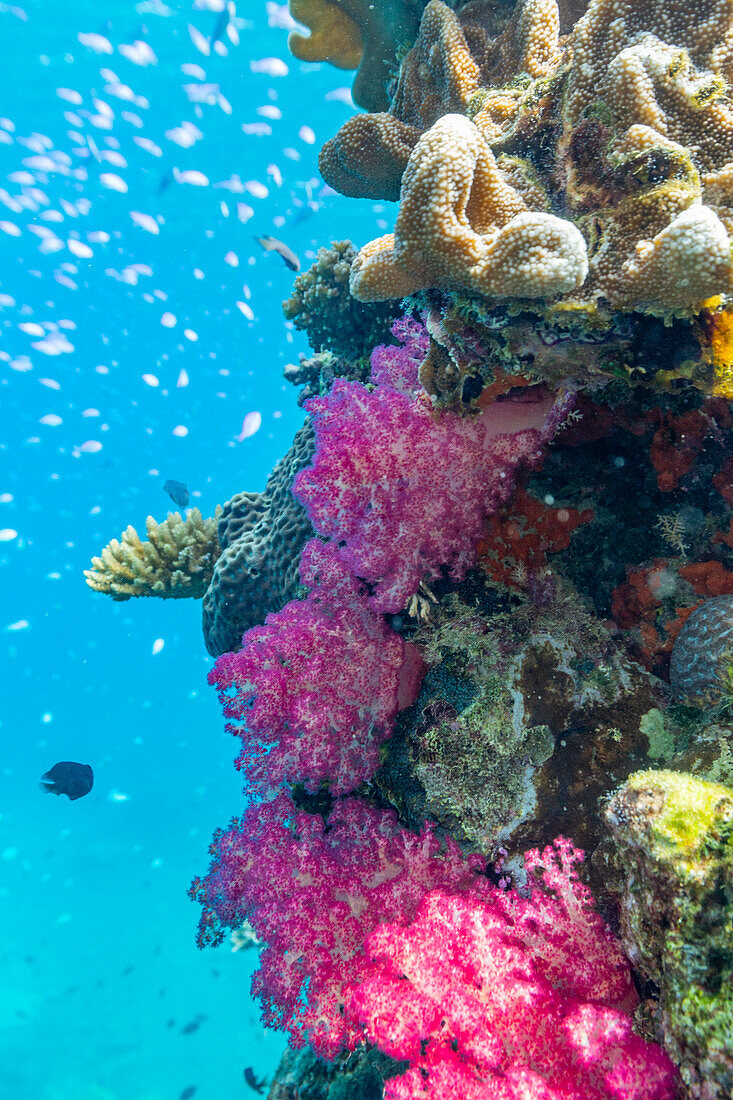 A myriad of hard and soft corals, as well as tropical reef fish on the healthy reef near Volivoli Resort on Viti Levu, Fiji, South Pacific, Pacific