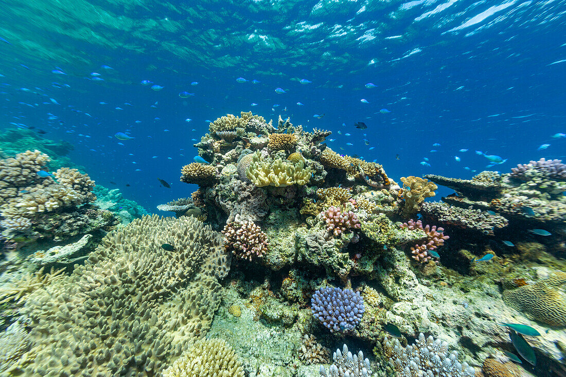 A myriad of hard and soft corals, as well as tropical reef fish on the healthy reef near Volivoli Resort on Viti Levu, Fiji, South Pacific, Pacific