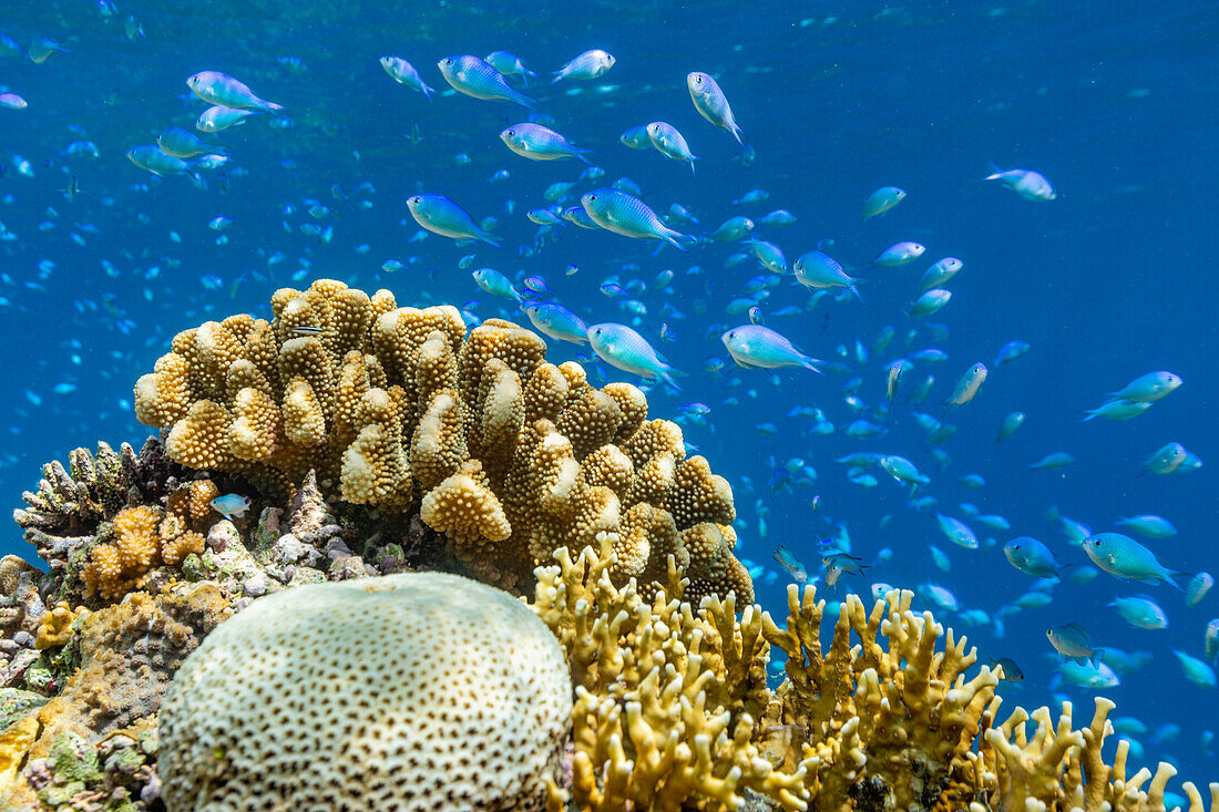 A myriad of hard and soft corals, as well as tropical reef fish on the healthy reef near Volivoli Resort on Viti Levu, Fiji, South Pacific, Pacific