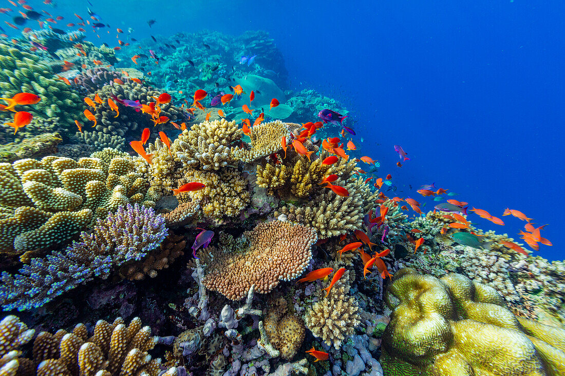 A myriad of hard and soft corals, as well as tropical reef fish at Vatu-I-Ra Conservation Park on Viti Levu, Fiji, South Pacific, Pacific