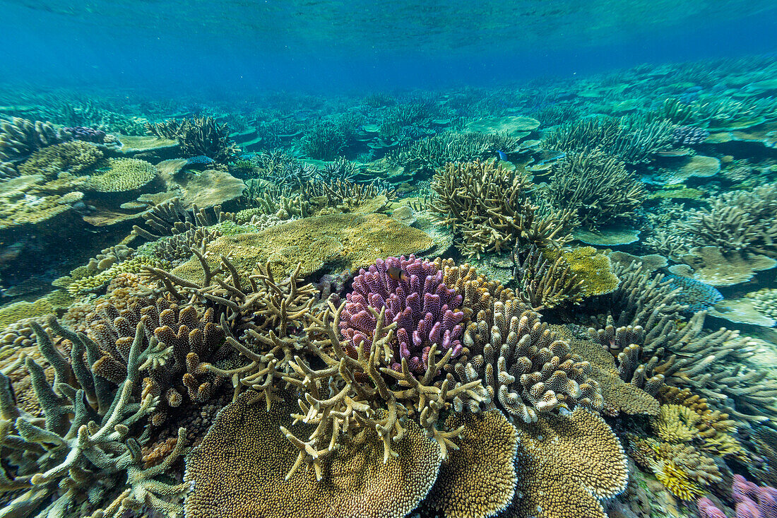 A myriad of hard and soft corals at Vatu-I-Ra Conservation Park on Viti Levu, Fiji, South Pacific, Pacific