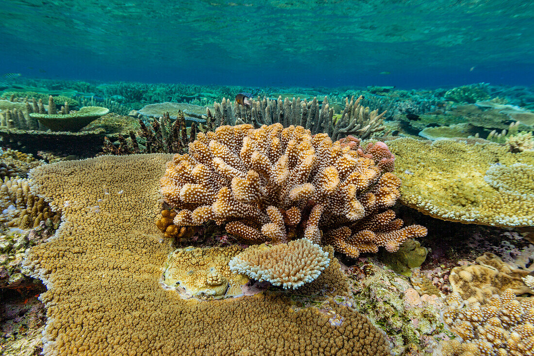 Eine Vielzahl von Hart- und Weichkorallen im Vatu-I-Ra Conservation Park auf Viti Levu,Fidschi,Südpazifik,Pazifik