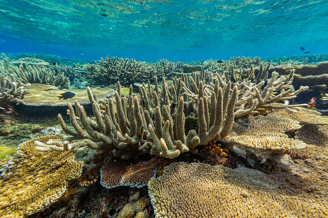 A myriad of hard and soft corals at Vatu-I-Ra Conservation Park on Viti Levu, Fiji, South Pacific, Pacific