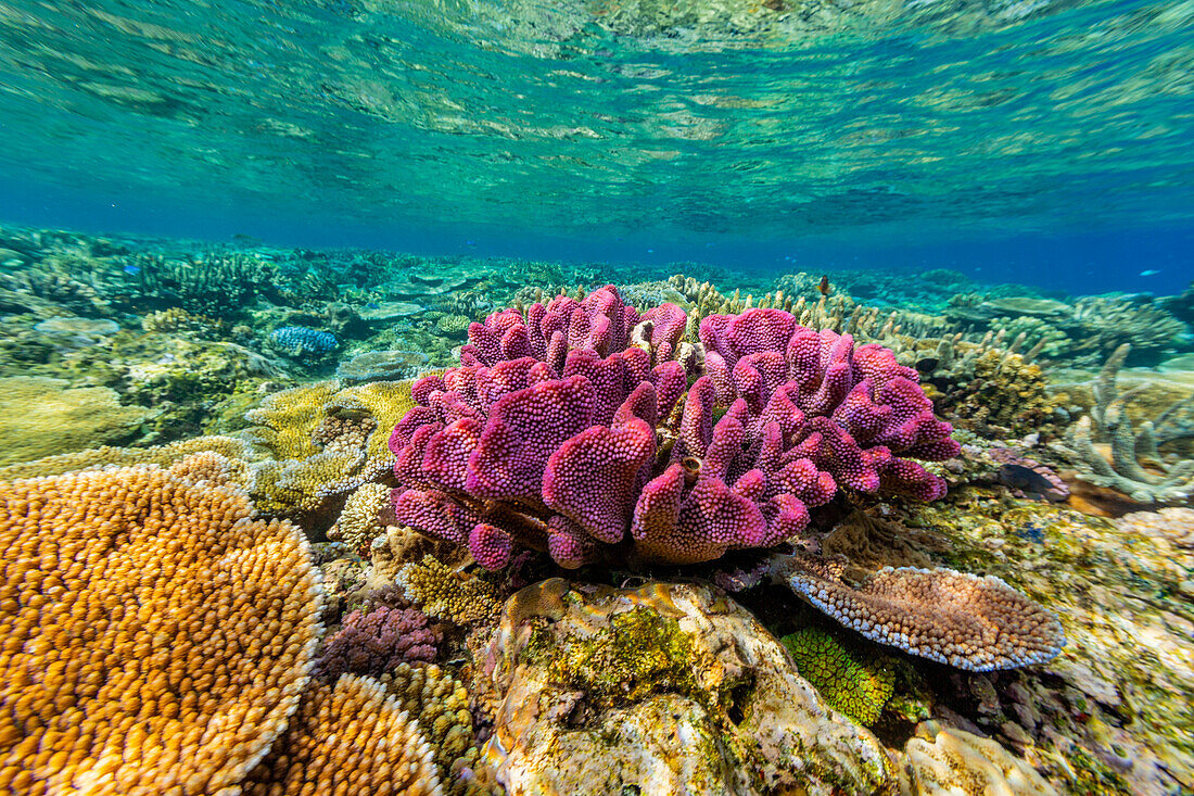 A myriad of hard and soft corals at Vatu-I-Ra Conservation Park on Viti Levu, Fiji, South Pacific, Pacific