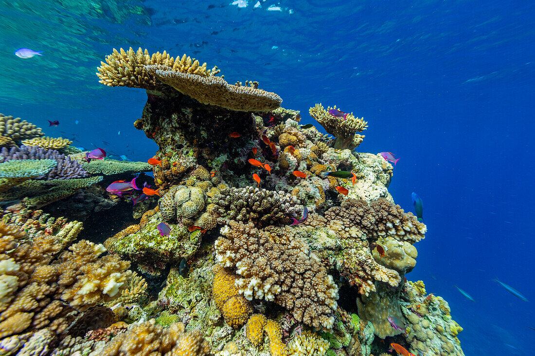 A myriad of hard and soft corals, as well as tropical reef fish at Vatu-I-Ra Conservation Park on Viti Levu, Fiji, South Pacific, Pacific