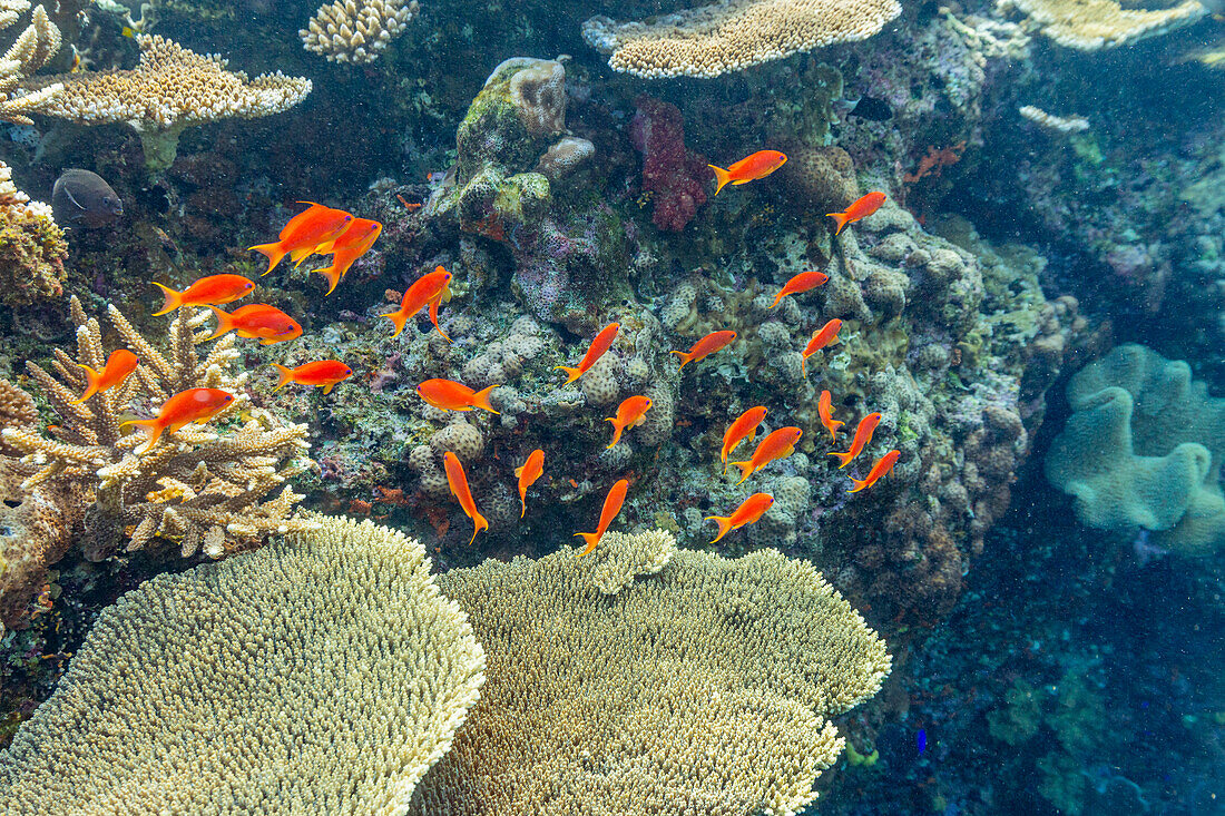 A myriad of hard and soft corals, as well as tropical reef fish at Vatu-I-Ra Conservation Park on Viti Levu, Fiji, South Pacific, Pacific