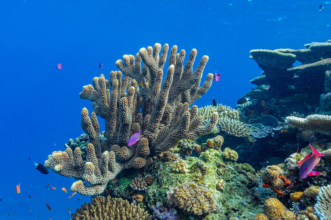 A myriad of hard and soft corals, as well as tropical reef fish at Vatu-I-Ra Conservation Park on Viti Levu, Fiji, South Pacific, Pacific