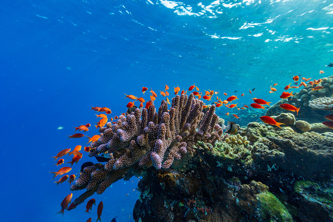 A myriad of hard and soft corals, as well as tropical reef fish at Vatu-I-Ra Conservation Park on Viti Levu, Fiji, South Pacific, Pacific