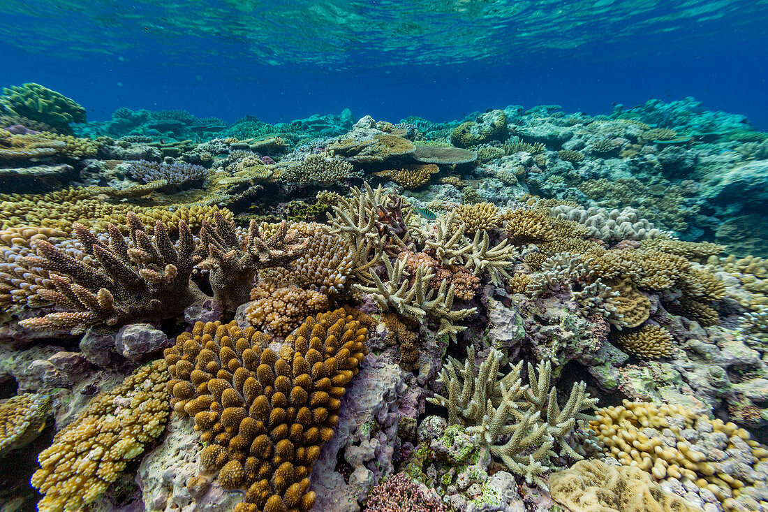 Eine Vielzahl von Hart- und Weichkorallen im Vatu-I-Ra Conservation Park auf Viti Levu,Fidschi,Südpazifik,Pazifik