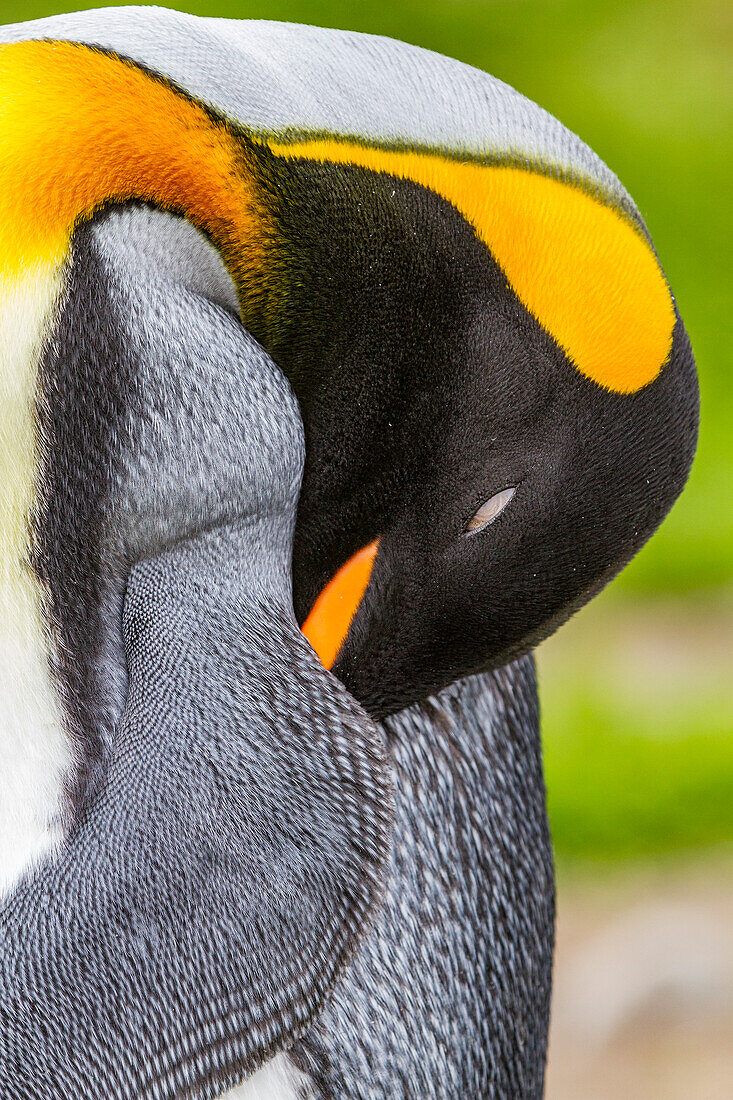 Königspinguin (Aptenodytes patagonicus) Detail in der Brut- und Nistkolonie in der St. Andrews Bay auf Südgeorgien,Südlicher Ozean,Polargebiete