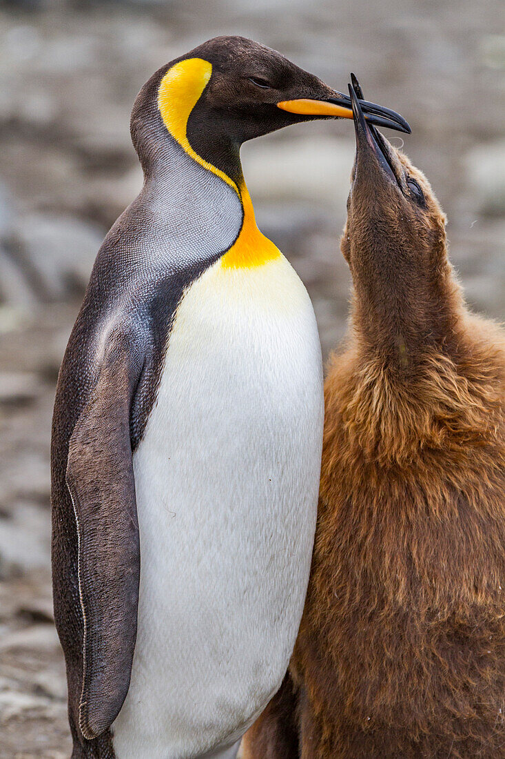 King penguin (Aptenodytes patagonicus) adult feeding chick at breeding and nesting colony at St. Andrews Bay on South Georgia, Southern Ocean, Polar Regions