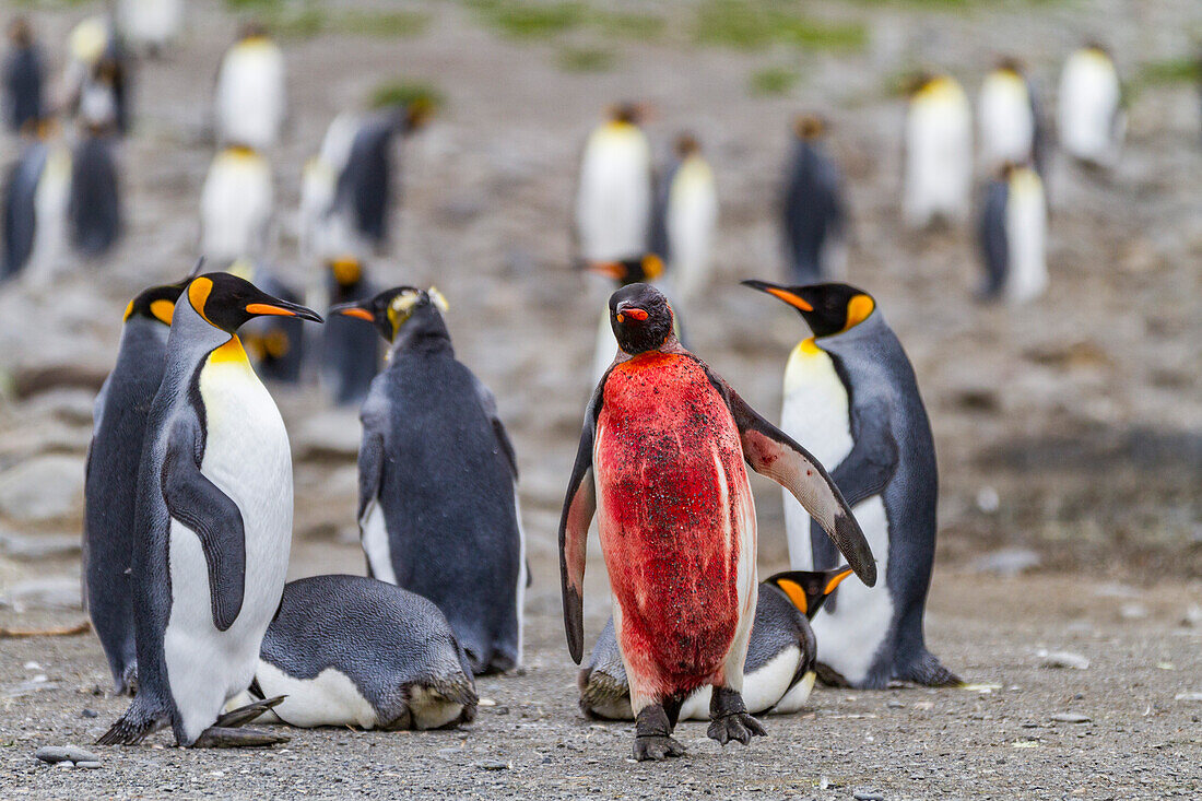 Bloody king penguin (Aptenodytes patagonicus) at breeding and nesting colony at St. Andrews Bay on South Georgia, Southern Ocean, Polar Regions