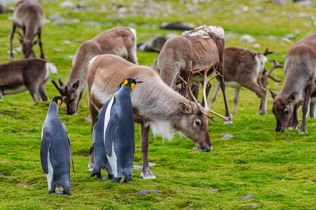 King penguin (Aptenodytes patagonicus) with introduced reindeer at breeding and nesting colony at St. Andrews Bay on South Georgia, Southern Ocean, Polar Regions