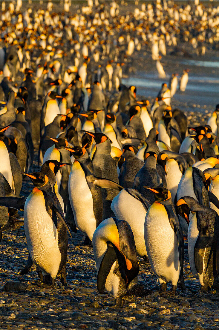 Königspinguin (Aptenodytes patagonicus) Brut- und Nistkolonie bei Salisbury Plain in der Bay of Isles,Südgeorgien,Südlicher Ozean,Polargebiete