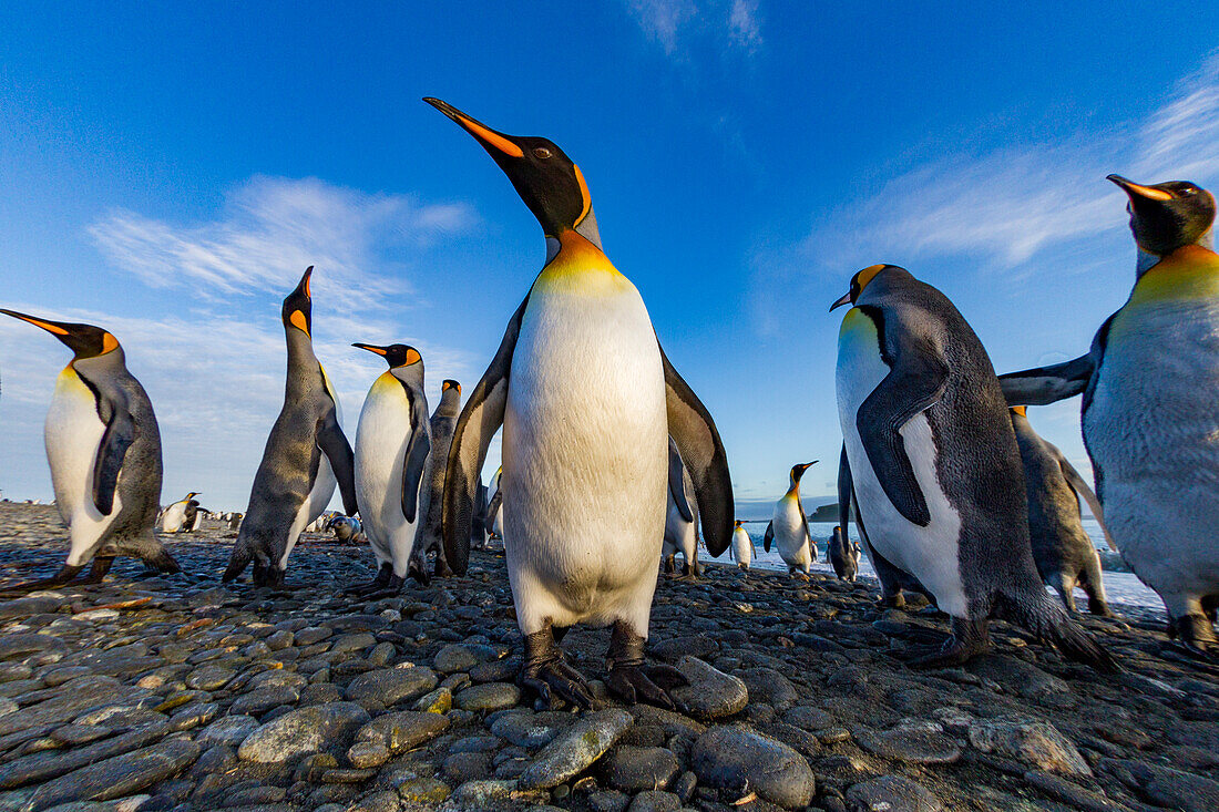 Königspinguin (Aptenodytes patagonicus) Brut- und Nistkolonie in der Salisbury-Ebene in der Bay of Isles,Südgeorgien,Südlicher Ozean,Polargebiete