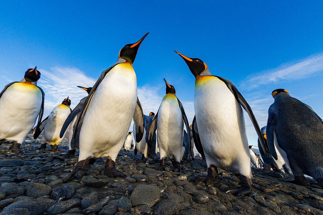 Königspinguin (Aptenodytes patagonicus) Brut- und Nistkolonie in der Salisbury-Ebene in der Bay of Isles,Südgeorgien,Südlicher Ozean,Polargebiete