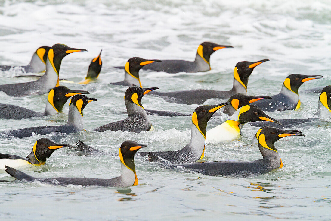 Königspinguine (Aptenodytes patagonicus) schwimmen in der Nähe des Strandes der Brut- und Nistkolonie in der Salisbury-Ebene in der Bay of Isles,Südgeorgien,Südlicher Ozean,Polargebiete