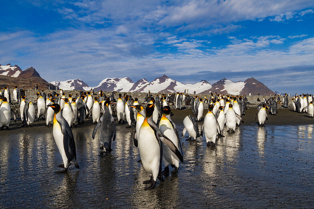 King penguins (Aptenodytes patagonicus) on the beach at breeding and nesting colony at Salisbury Plain in the Bay of Isles, South Georgia, Southern Ocean, Polar Regions