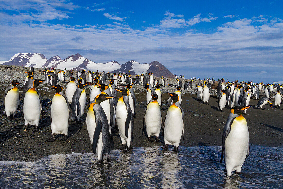 Königspinguine (Aptenodytes patagonicus) am Strand der Brut- und Nistkolonie in der Salisbury-Ebene in der Bay of Isles,Südgeorgien,Südlicher Ozean,Polargebiete