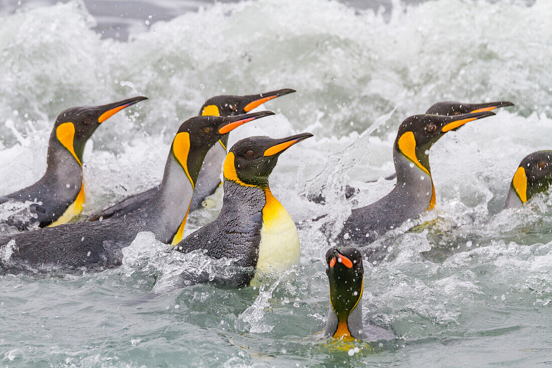 King penguins (Aptenodytes patagonicus) swimming near the beach at breeding and nesting colony at Salisbury Plain in the Bay of Isles, South Georgia, Southern Ocean, Polar Regions