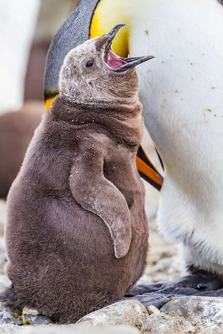 King penguin (Aptenodytes patagonicus) adult and chick at breeding and nesting colony at Salisbury Plain, South Georgia, Polar Regions