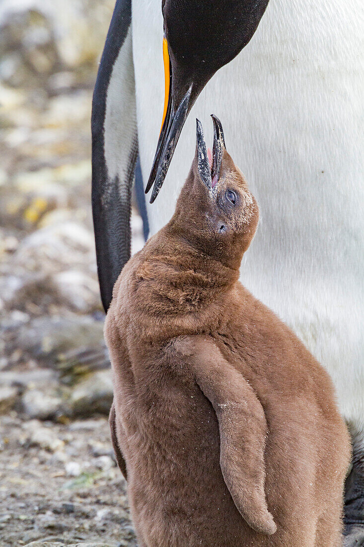 King penguin (Aptenodytes patagonicus) adult and chick at breeding and nesting colony at Salisbury Plain, South Georgia, Polar Regions