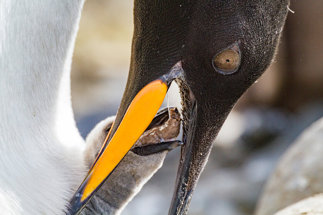 King penguin (Aptenodytes patagonicus) adult and chick at breeding and nesting colony at Salisbury Plain, South Georgia, Polar Regions