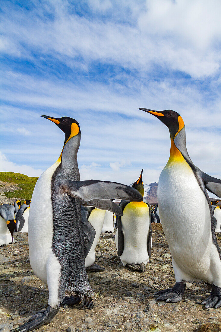 Königspinguine (Aptenodytes patagonicus) in der Brut- und Nistkolonie auf der Salisbury-Ebene in der Inselbucht,Südgeorgien,Polargebiete