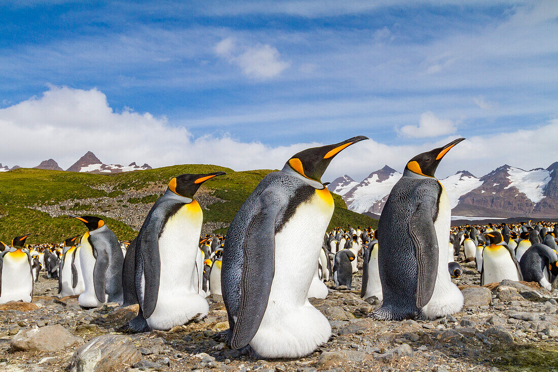 Königspinguine (Aptenodytes patagonicus) in der Brut- und Nistkolonie auf der Salisbury-Ebene in der Inselbucht,Südgeorgien,Polargebiete