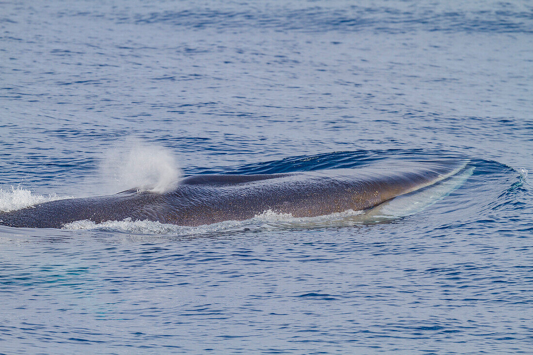 Ausgewachsener Finnwal (Balaenoptera physalus) taucht in den reichen Gewässern vor dem Kontinentalschelf bei Südgeorgien auf,Polargebiete