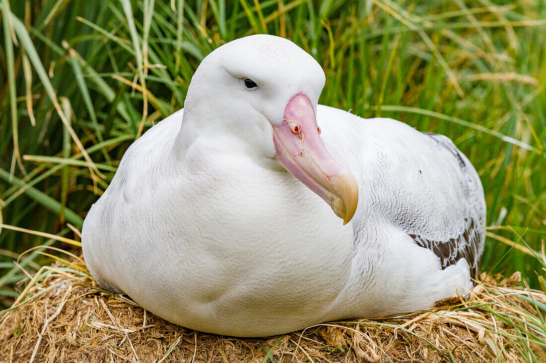 Adult wandering albatross (Diomedea exulans) at nest site on Prion Island in the Bay of Isles, South Georgia, Polar Regions