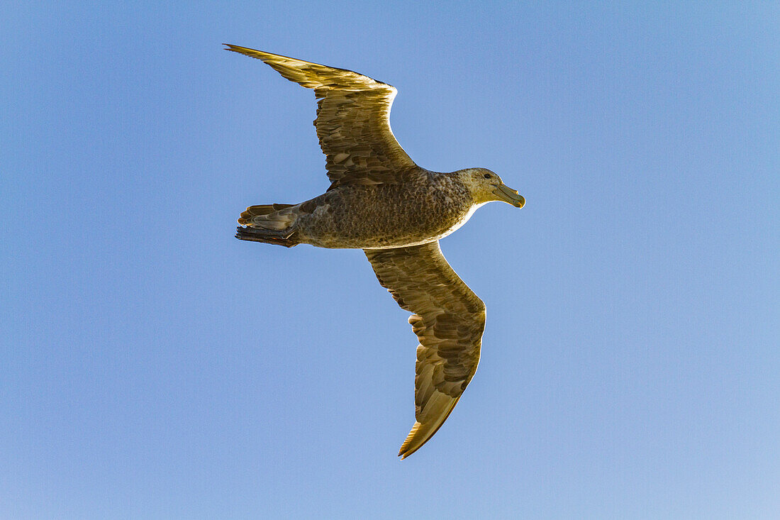 Southern giant petrel (Macronectes giganteus) in flight against the sun near South Georgia, Southern Ocean, Polar Regions