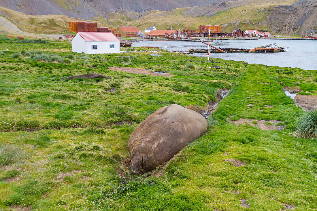 Ausgewachsener Bulle der Südlichen Seeelefanten (Mirounga leonina) bei Grytviken auf Südgeorgien,Polarregionen