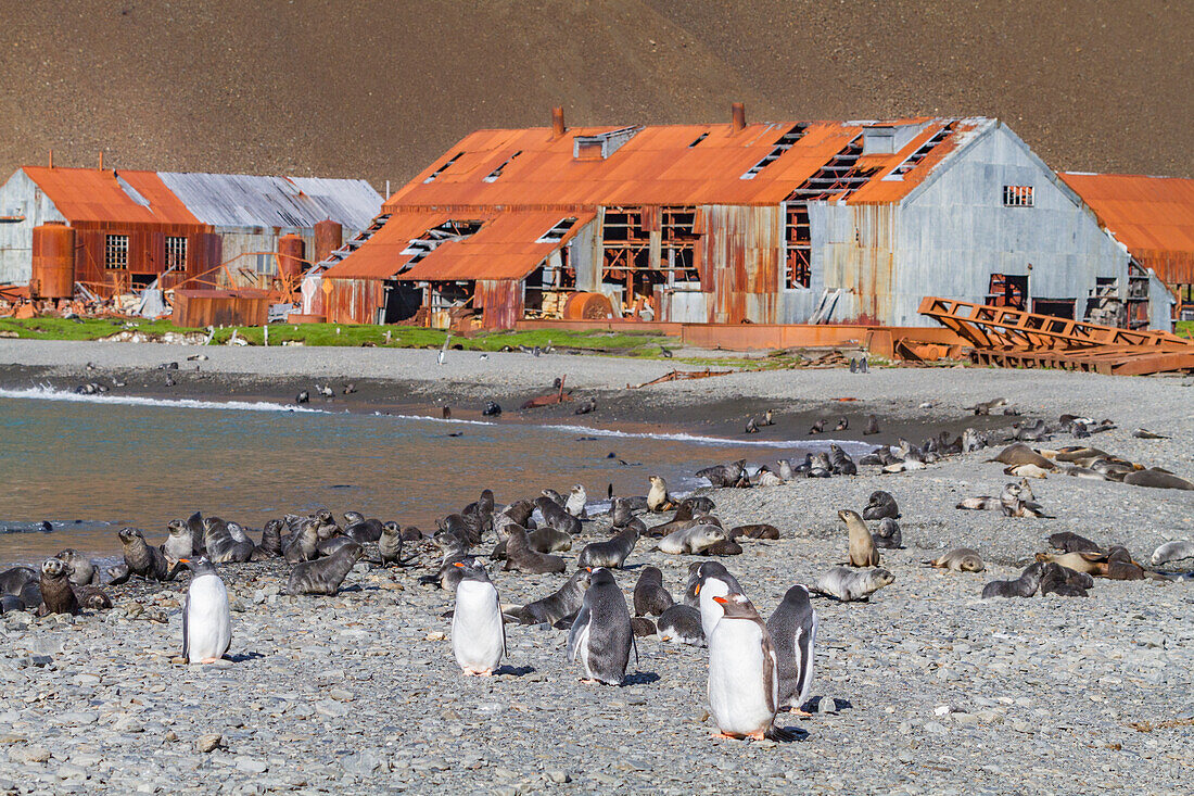 Eselspinguin (Pygoscelis papua) am Strand mit Königspinguinen und Jungtieren der Antarktischen Pelzrobbe bei Stromness,Südgeorgien,Polargebiete