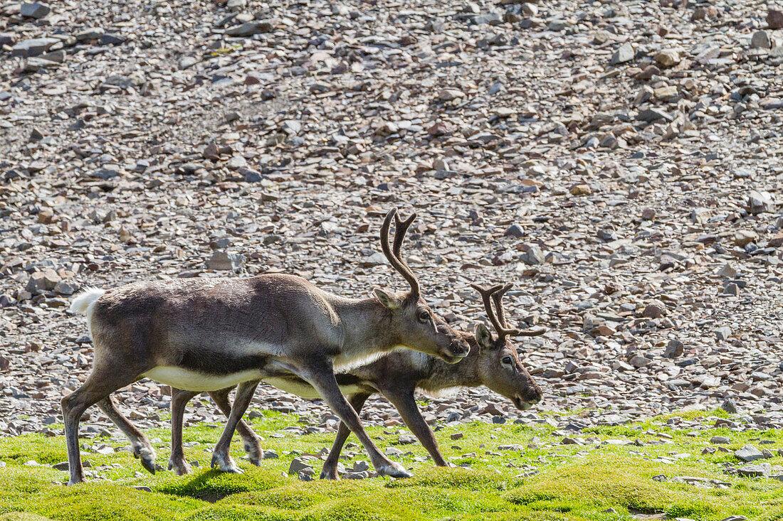 Eine kleine Gruppe eingeführter Rentiere (Rangifer tarandus) vor der Ausrottung in der Stromness-Bucht,Südgeorgien,Polargebiete